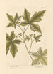 Copalme - Elizabeth Blackwell — näkymä teoksesta