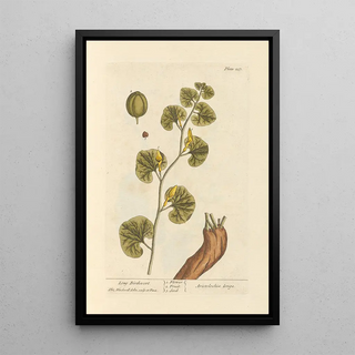 Elizabeth Blackwell - Long birthwort.webp