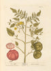 Pommikarkki - Elizabeth Blackwell — näkymä teoksesta