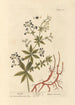 Garance-maalaus - Elizabeth Blackwell — näkymä teoksesta