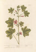 Mauve-maalaus - Elizabeth Blackwell — näkymä teoksesta