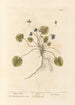 Violette de mars - Elizabeth Blackwell — näkymä teoksesta