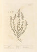 Marum - Elizabeth Blackwell — näkymä teoksesta