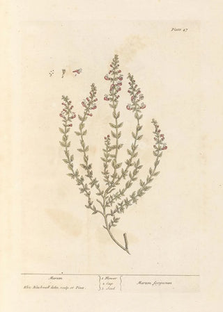 Elizabeth Blackwell - Marum.webp