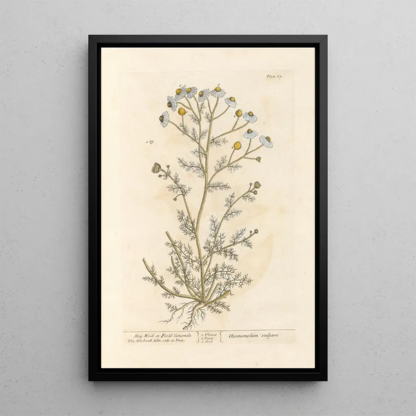 Elizabeth Blackwellin kamomillia tai matriisi — kehystetty taideteos seinällä