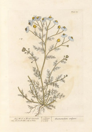 Elizabeth Blackwell - Mayweed or faetid camomile.webp