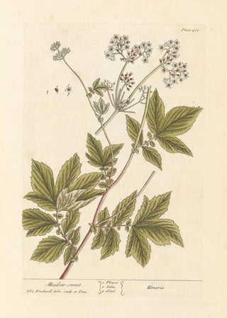 Elizabeth Blackwell - Meadow sweet.webp