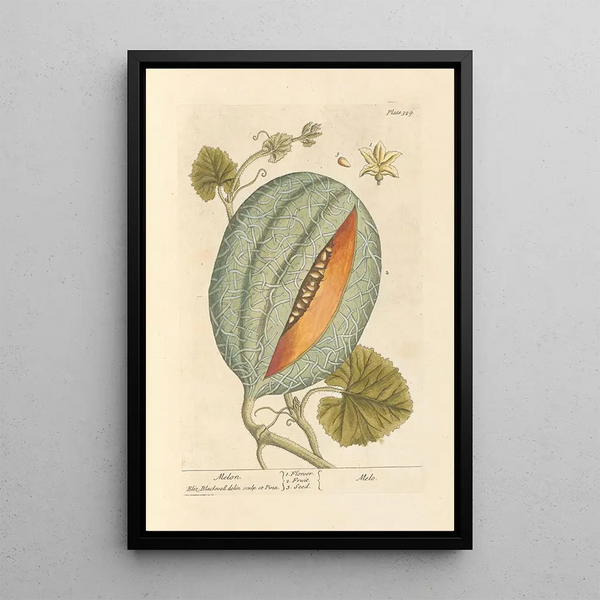 Melon - Elizabeth Blackwell — kehystetty taideteos seinällä