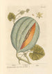 Melon - Elizabeth Blackwell — näkymä teoksesta