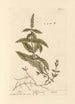Mentha-maalaus - Elizabeth Blackwell — näkymä teoksesta