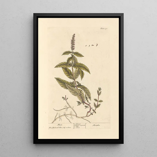 Mentha-maalaus - Elizabeth Blackwell — kehystetty taideteos seinällä
