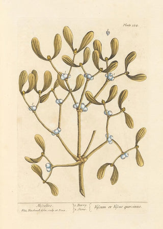 Elizabeth Blackwell - Misseltoe.webp