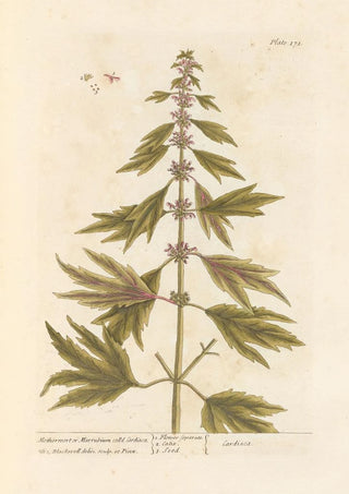 Elizabeth Blackwell - Motherwort or marrubium.webp