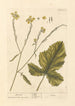 Moutarde-maalaus - Elizabeth Blackwell — näkymä teoksesta