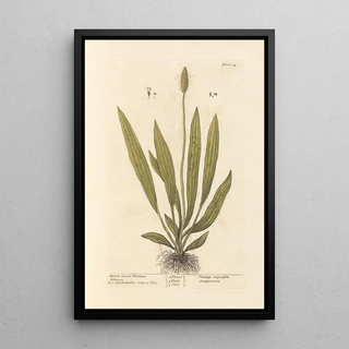 Elizabeth Blackwell - Narrow leaved plantain.webp