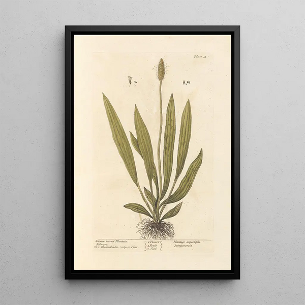 Plantain-lehtinen maalaus - Elizabeth Blackwell — kehystetty taideteos seinällä