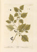 Morelle musta - Elizabeth Blackwell — näkymä teoksesta