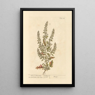 Elizabeth Blackwell - Oak of Jerusalem.webp