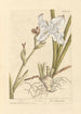 Iris-maalaus - Elizabeth Blackwell — näkymä teoksesta