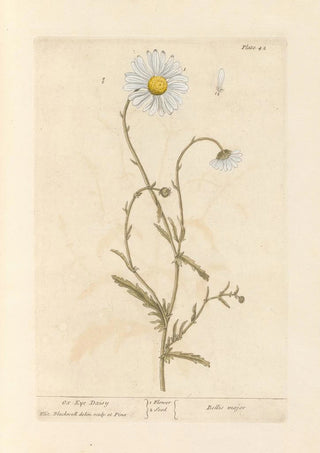 Elizabeth Blackwell - Oxeye daisy.webp