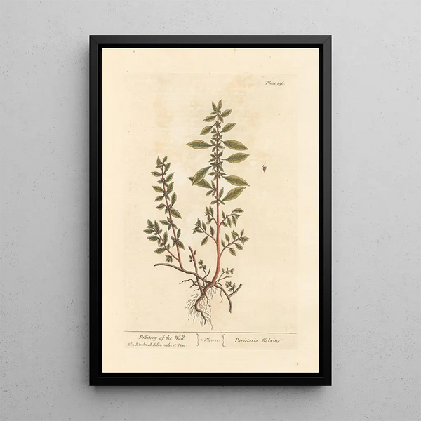 Pellitoire des murs - Elizabeth Blackwell — kehystetty taideteos seinällä