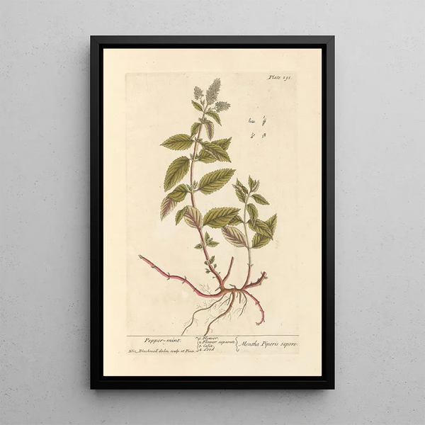 Mentha pippurinen maalaus - Elizabeth Blackwell — kehystetty taideteos seinällä