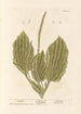 Plantain-maalaus - Elizabeth Blackwell — näkymä teoksesta