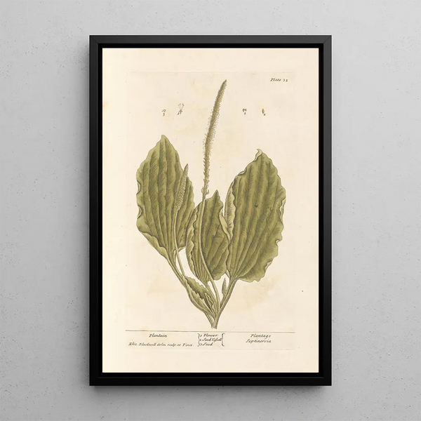 Plantain-maalaus - Elizabeth Blackwell — kehystetty taideteos seinällä