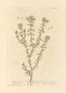 Polé montagne - Elizabeth Blackwell — näkymä teoksesta