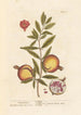 Grenades - Elizabeth Blackwell — näkymä teoksesta