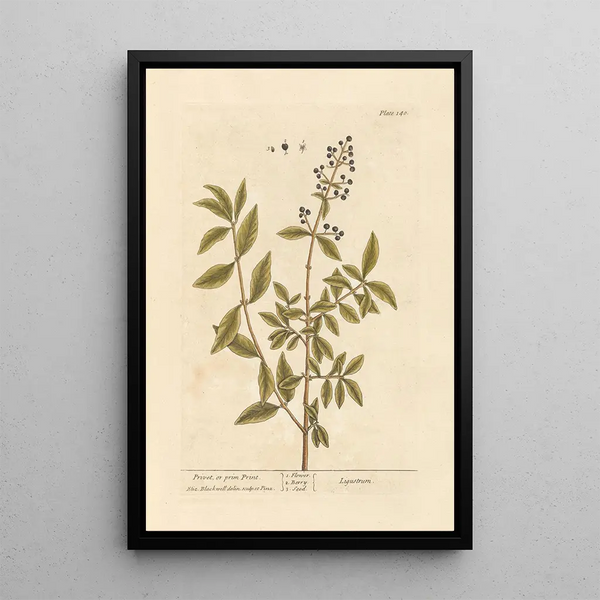 Troene- tai primprint Maalaus - Elizabeth Blackwell — kehystetty taideteos seinällä