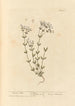 Lin purgatif - Elizabeth Blackwell — näkymä teoksesta