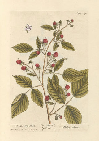 Elizabeth Blackwell - Raspberry bush.webp