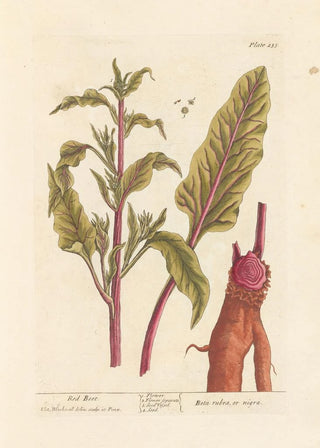Elizabeth Blackwell - Red beet.webp