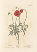Coquelicot-maalaus - Elizabeth Blackwell — näkymä teoksesta