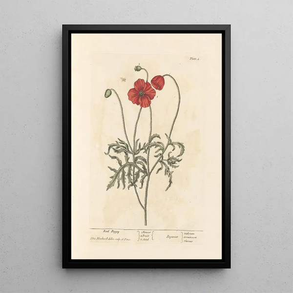 Coquelicot-maalaus - Elizabeth Blackwell — kehystetty taideteos seinällä
