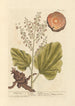 Rhapontic-maalaus - Elizabeth Blackwell — näkymä teoksesta