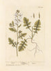 Roquette-maalaus - Elizabeth Blackwell — näkymä teoksesta