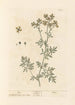 Rue - Elizabeth Blackwell — näkymä teoksesta