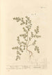 Herbipatsas rikkoutumisessa - Elizabeth Blackwell — näkymä teoksesta