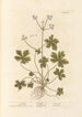 Sanicle Selfheal - Elizabeth Blackwell — näkymä teoksesta