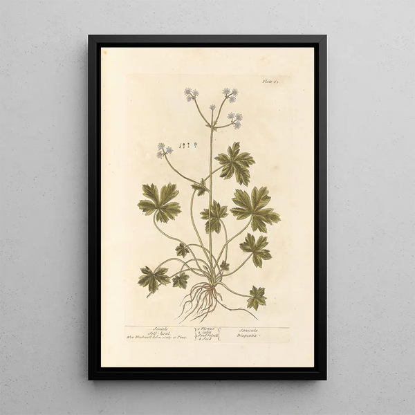 Sanicle Selfheal - Elizabeth Blackwell — kehystetty taideteos seinällä