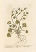 Herbivora Scorbutus - Elizabeth Blackwell — näkymä teoksesta