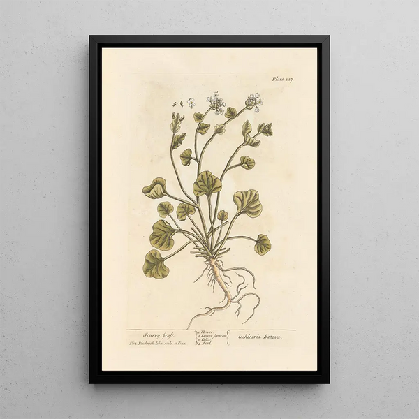 Herbivora Scorbutus - Elizabeth Blackwell — kehystetty taideteos seinällä