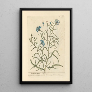 Elizabeth Blackwell - Small bluebottle.webp