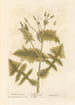 Laiteron lisse - Elizabeth Blackwell — näkymä teoksesta