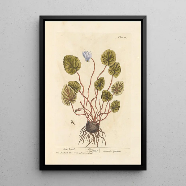 Cyclamen-maalaus - Elizabeth Blackwell — kehystetty taideteos seinällä