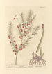 Asparagus - Elizabeth Blackwell — näkymä teoksesta