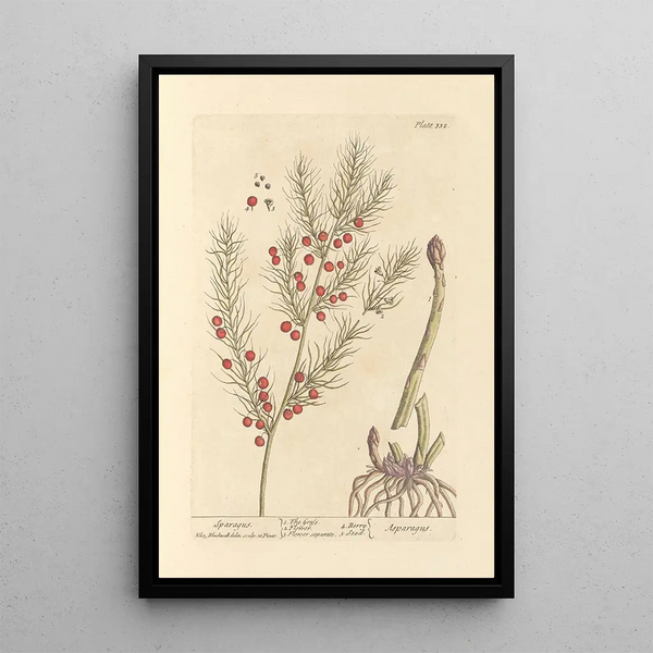 Asparagus - Elizabeth Blackwell — kehystetty taideteos seinällä