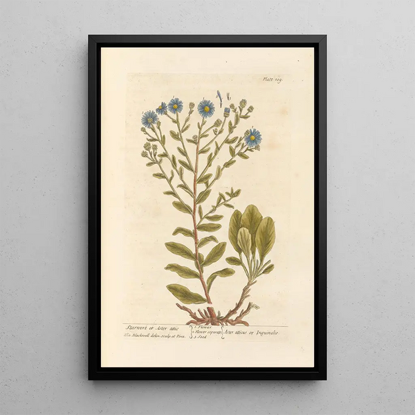 Elizabeth Blackwellin Aster étoilé tai aster attique - Maalaus — kehystetty taideteos seinällä